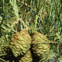 Sequoiadendron giganteum cone